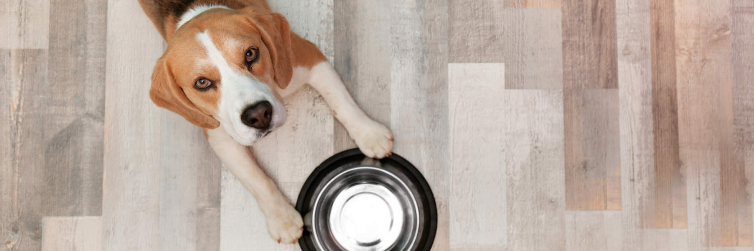 Best Food for Dogs