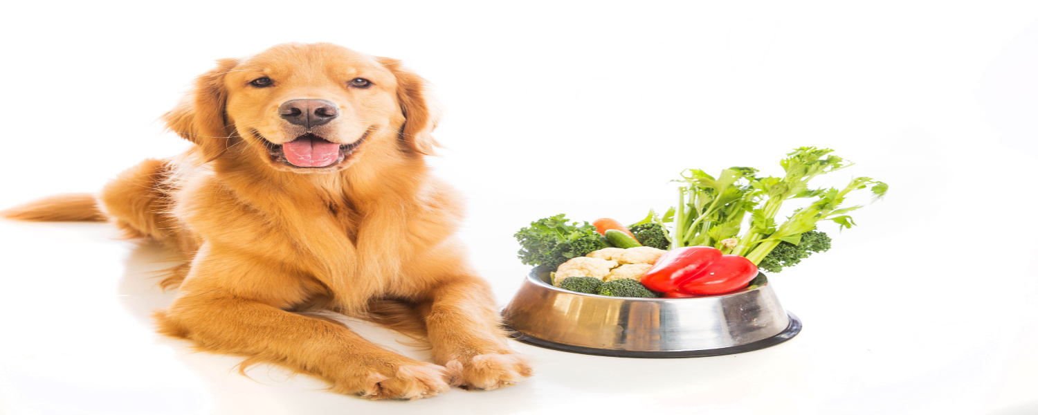 Only Natural Pet Food Dallas